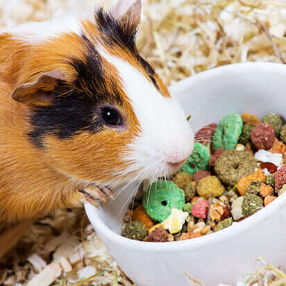 kleintierfutter bubblenavibild